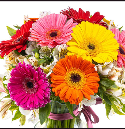 gerberas multicolor