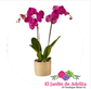 Orquídea phanelopsis