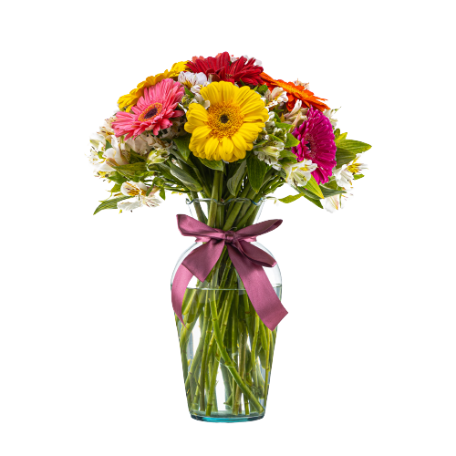 gerberas multicolor
