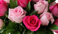 Base con Rosas rosas y rosas fiusha